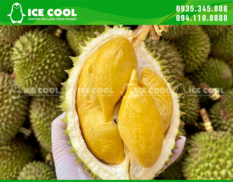 Cơm sầu riêng là loại trái cây có giá trị trên thị trường nên cần được bảo quản đúng cách nếu không sẽ bị hư, ôi thiu